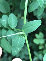Vicia dumetorum