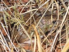 Chaetodipus hispidus