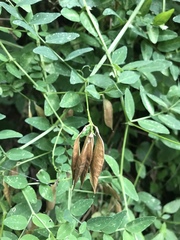 Vicia dumetorum