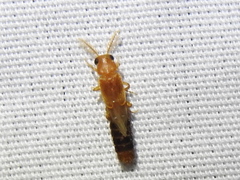 Distremocephalus texanus