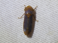 Oncometopia hamiltoni