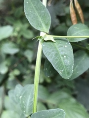 Vicia dumetorum