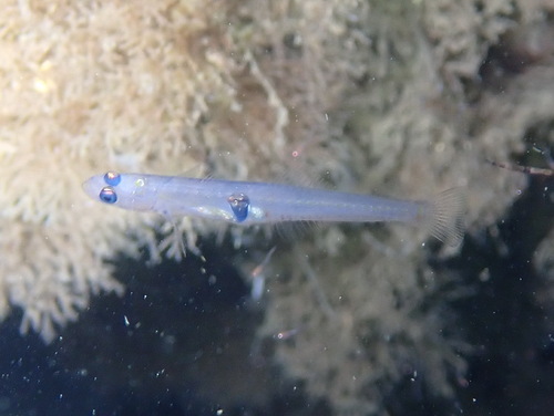 Transparent Goby, photo 8 of 9