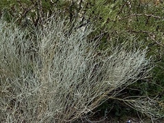 Psorothamnus scoparius