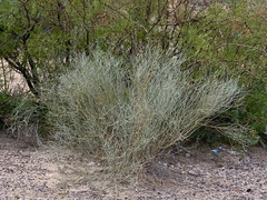 Psorothamnus scoparius