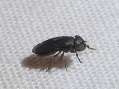 Notogramma