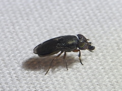 Notogramma