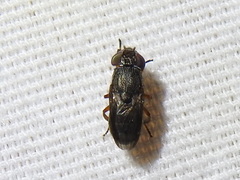 Notogramma