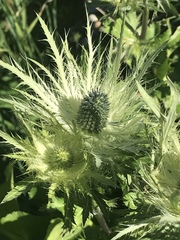 Eryngium alpinum