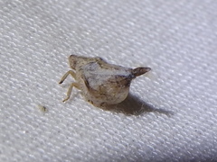 Mistharnophantia