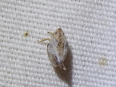Mistharnophantia