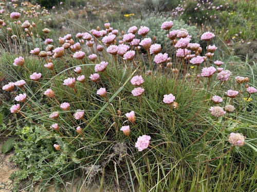 Armeria pungens, photograph 3
