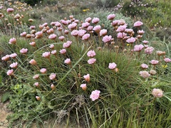 Katrin Simon, CC BY, iNaturalist via GBIF Armeria pungens, photograph Katrin Simon, CC BY, iNaturalist via GBIF