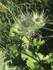 Eryngium alpinum