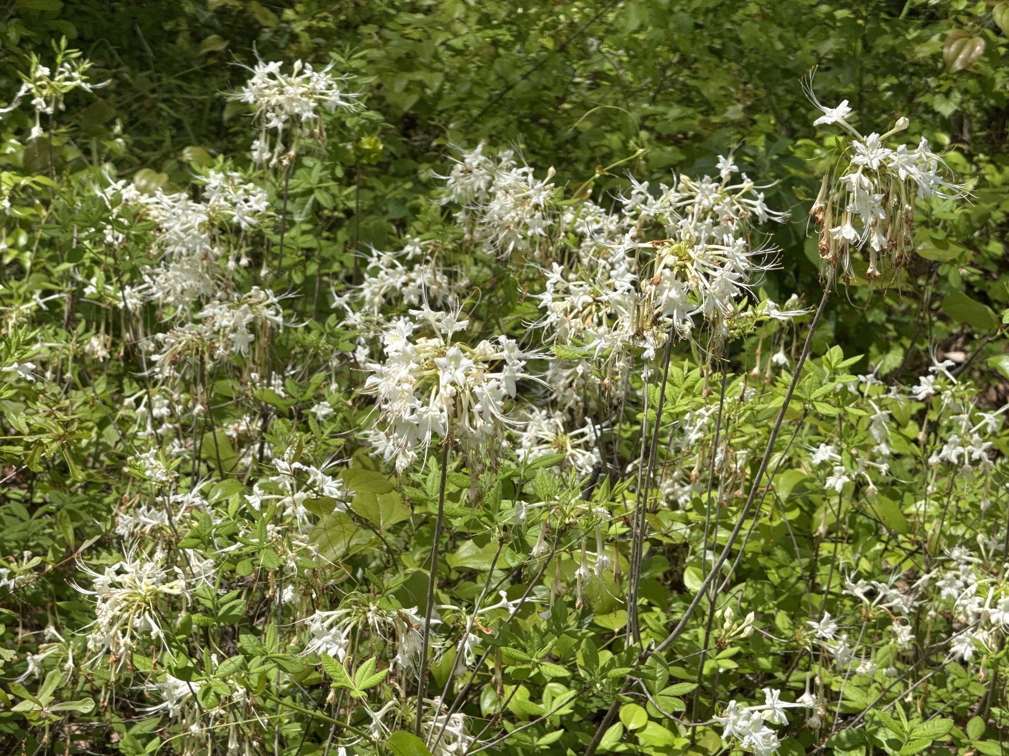 Rhododendron Alabamense (Rhododendron alabamense)