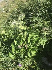 Eryngium alpinum