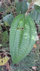 Miconia galeottii