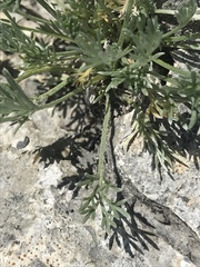 Artemisia umbelliformis