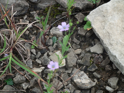 Linum stelleroides iNat (1)