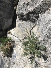 Artemisia umbelliformis