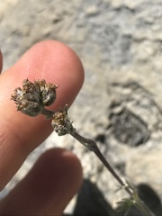 Artemisia umbelliformis