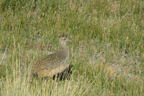 Ornate Tinamou (Nothoprocta ornata), photo 8