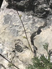 Artemisia umbelliformis