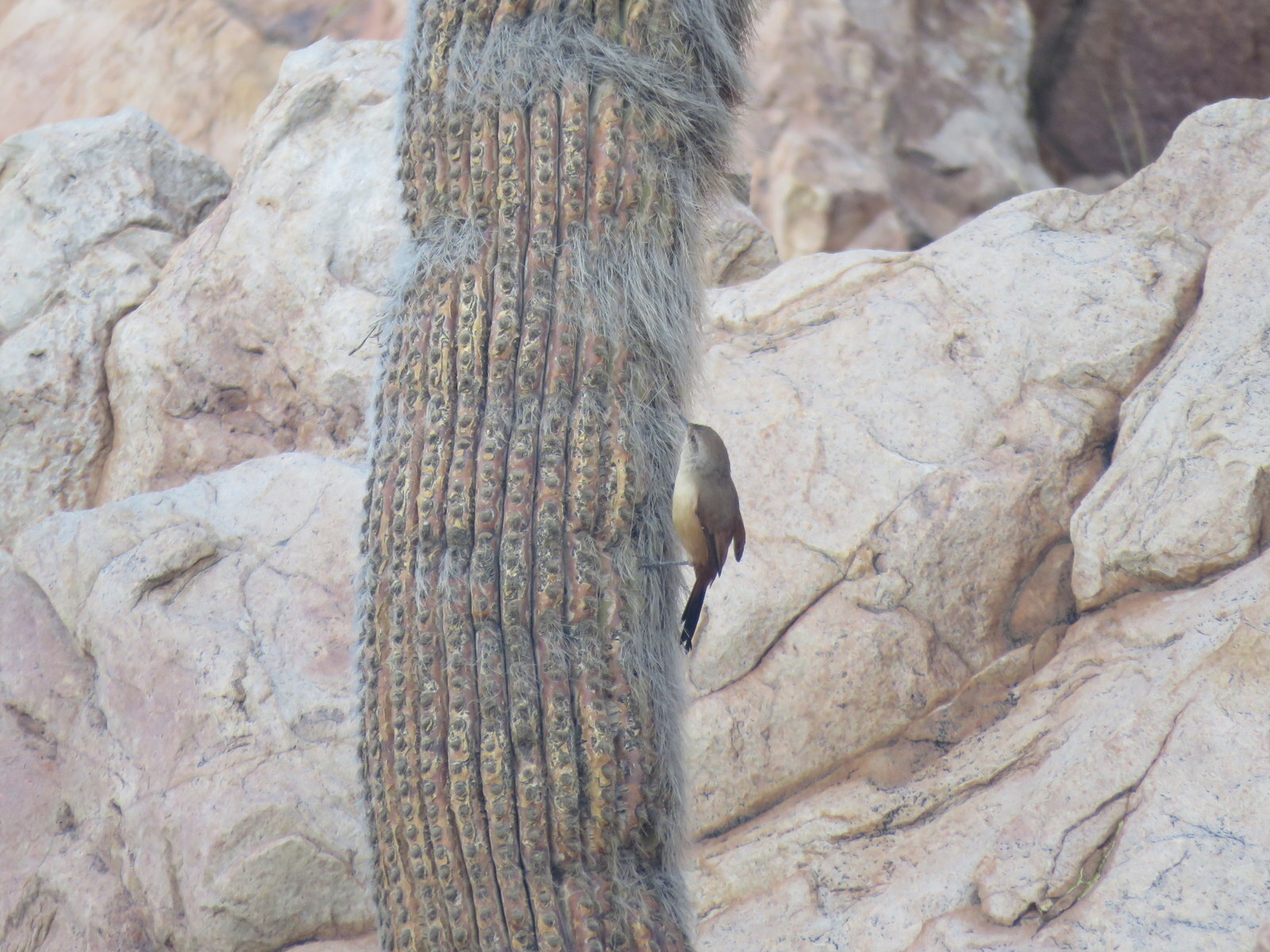 Rusty-vented Canastero (Asthenes dorbignyi), photo 9