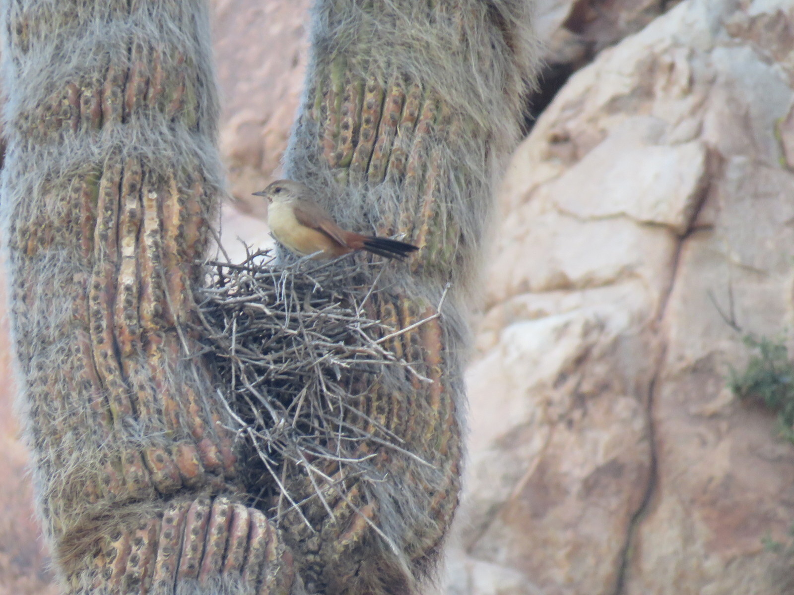 Rusty-vented Canastero (Asthenes dorbignyi), photo 8