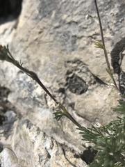 Artemisia umbelliformis