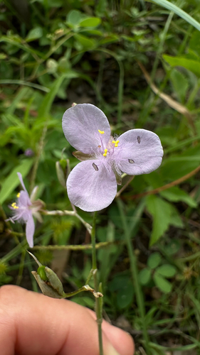 Grass Lily