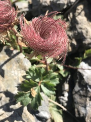 Geum reptans
