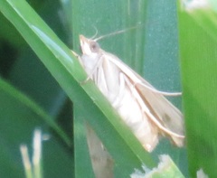 Microtheoris ophionalis