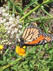Danaus plexippus