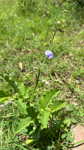 Blue Rattlepod