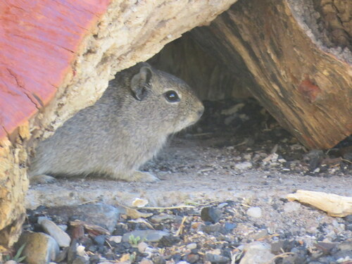 Southern Highland Yellow-toothed Cavy