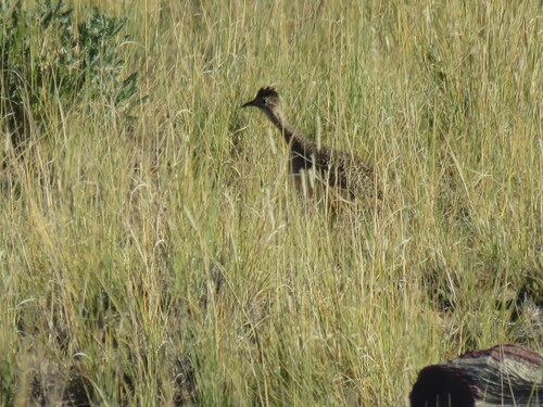 Ornate Tinamou (Nothoprocta ornata), photo 7