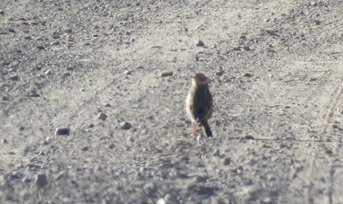 Puna Pipit (Anthus brevirostris), photo 3