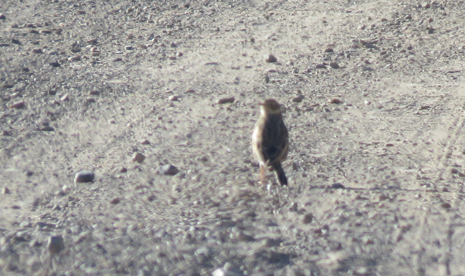 Puna Pipit (Anthus brevirostris), photo 3