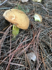 Butyriboletus