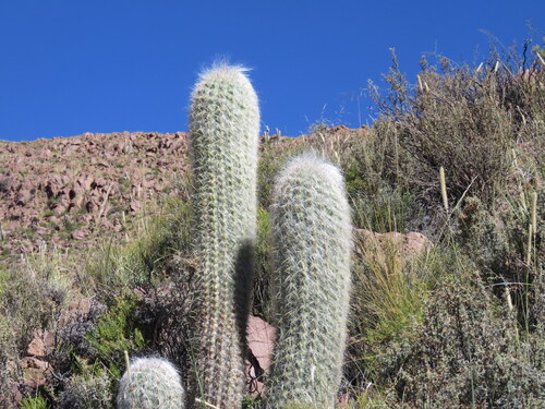 Image of Oreocereus celsianus by no rights reserved