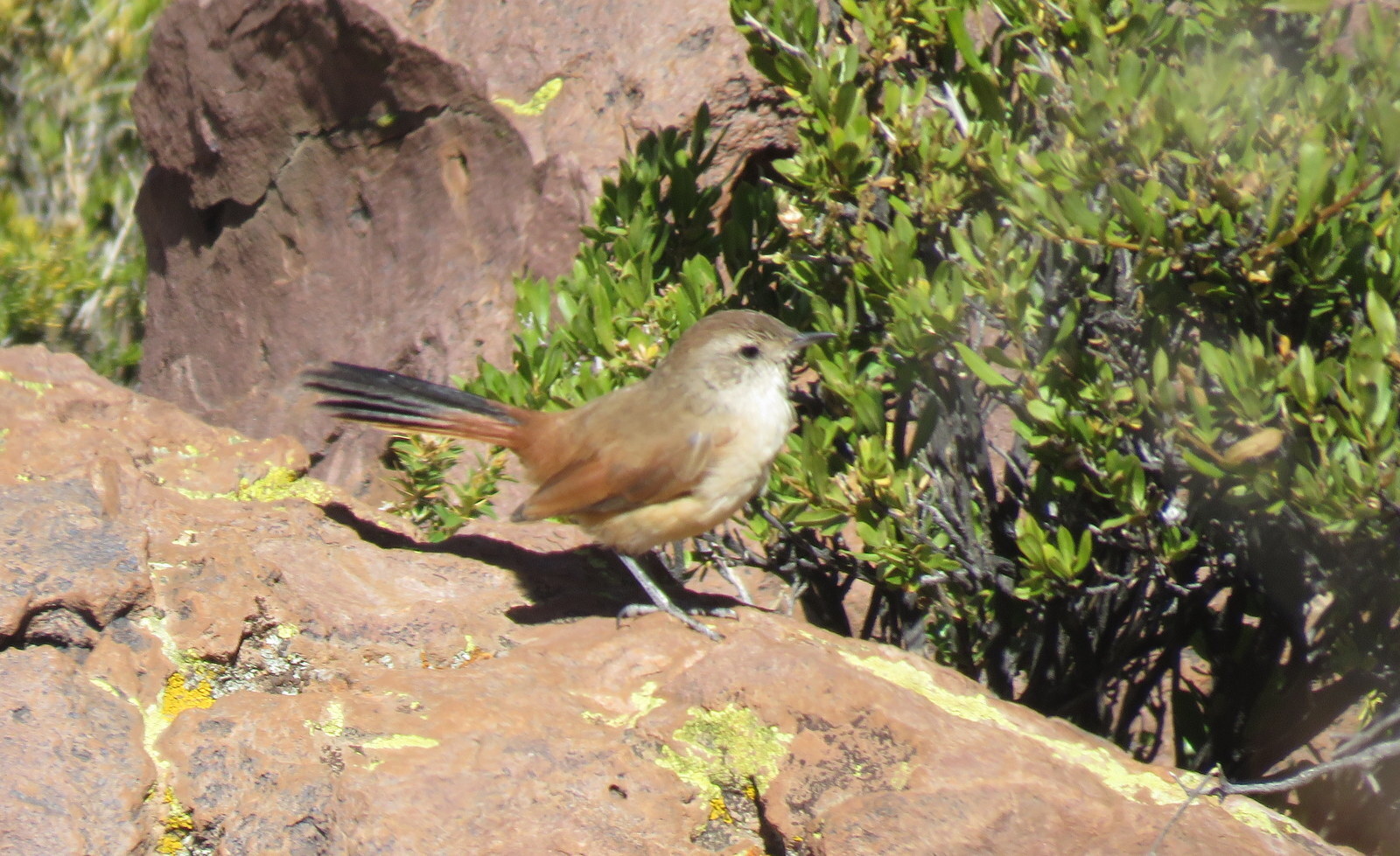 Rusty-vented Canastero (Asthenes dorbignyi), photo 10