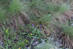 Viola oreades
