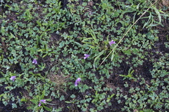 Corydalis conorhiza