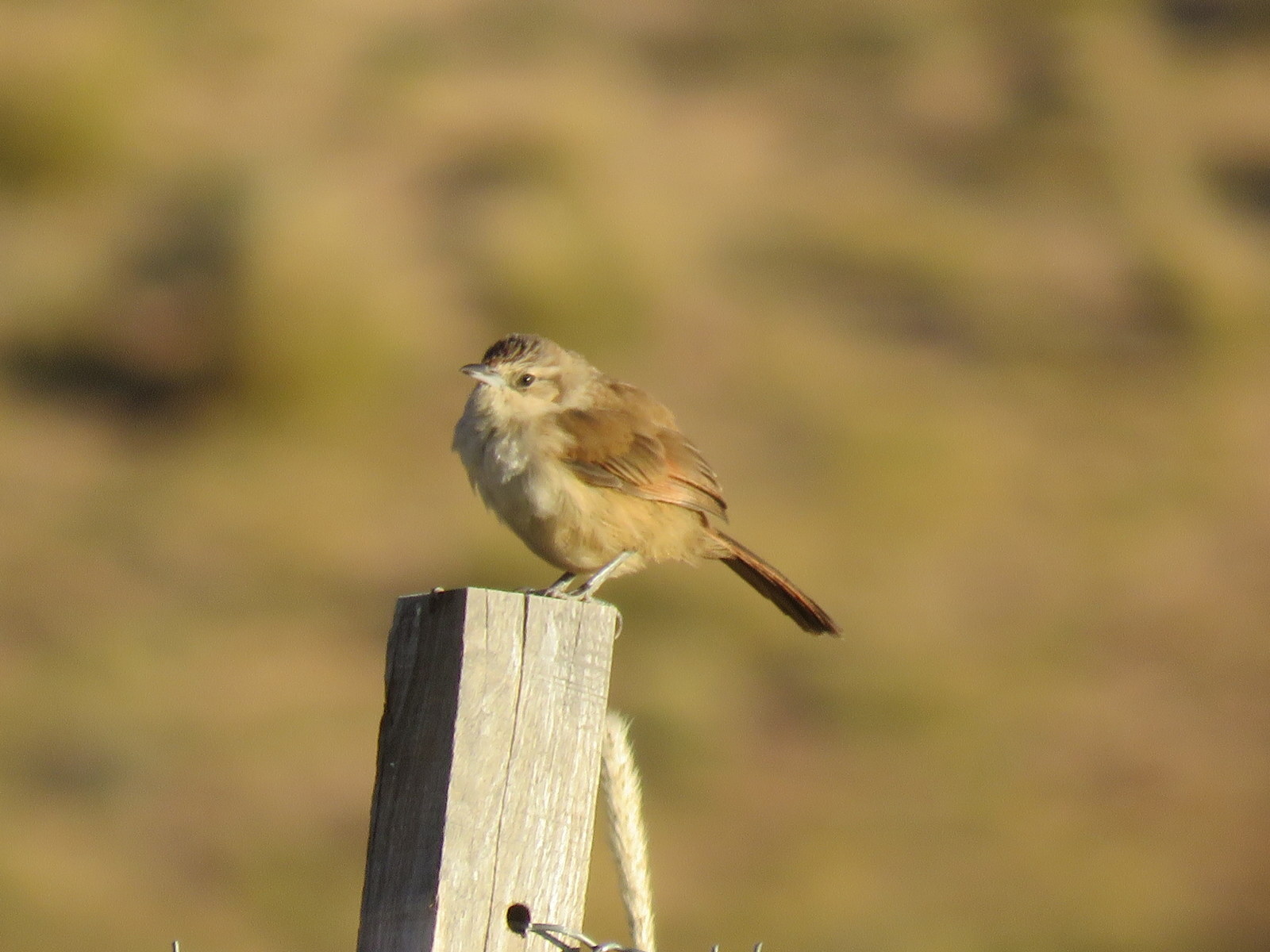 Streak-fronted Thornbird (Phacellodomus striaticeps), photo 4