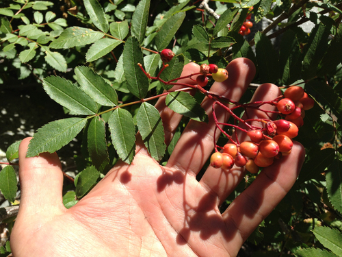 California mountain ash (Sorbus californica)