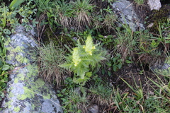 Pedicularis condensata