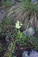 Primula ruprechtii
