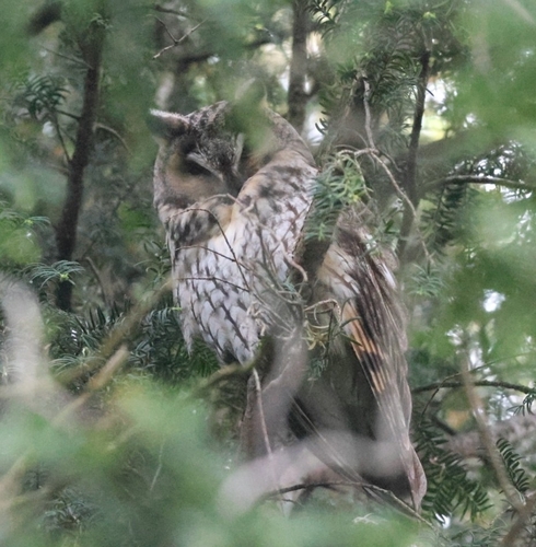 View observation of {o.common_name} on iNaturalist