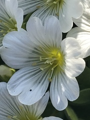 Cerastium uniflorum